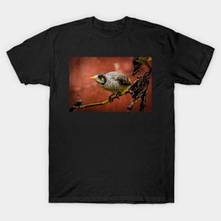 Noisy Miner (Manorina melanocephala) T-Shirt